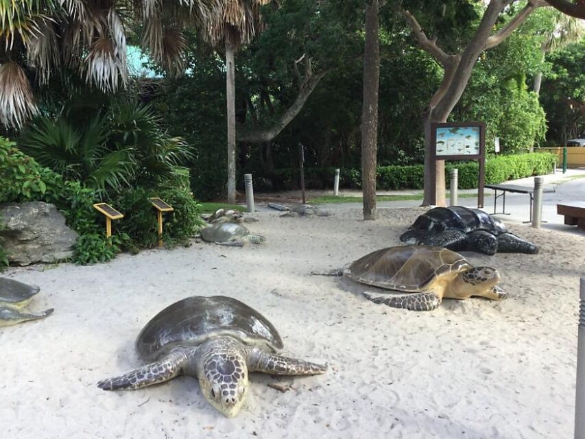 Picture of Gumbo Limbo Nature Center