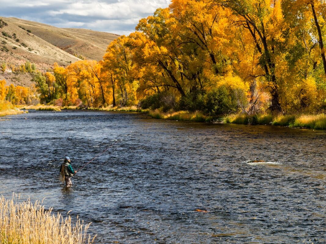 Picture of Fly Fish Estes Park