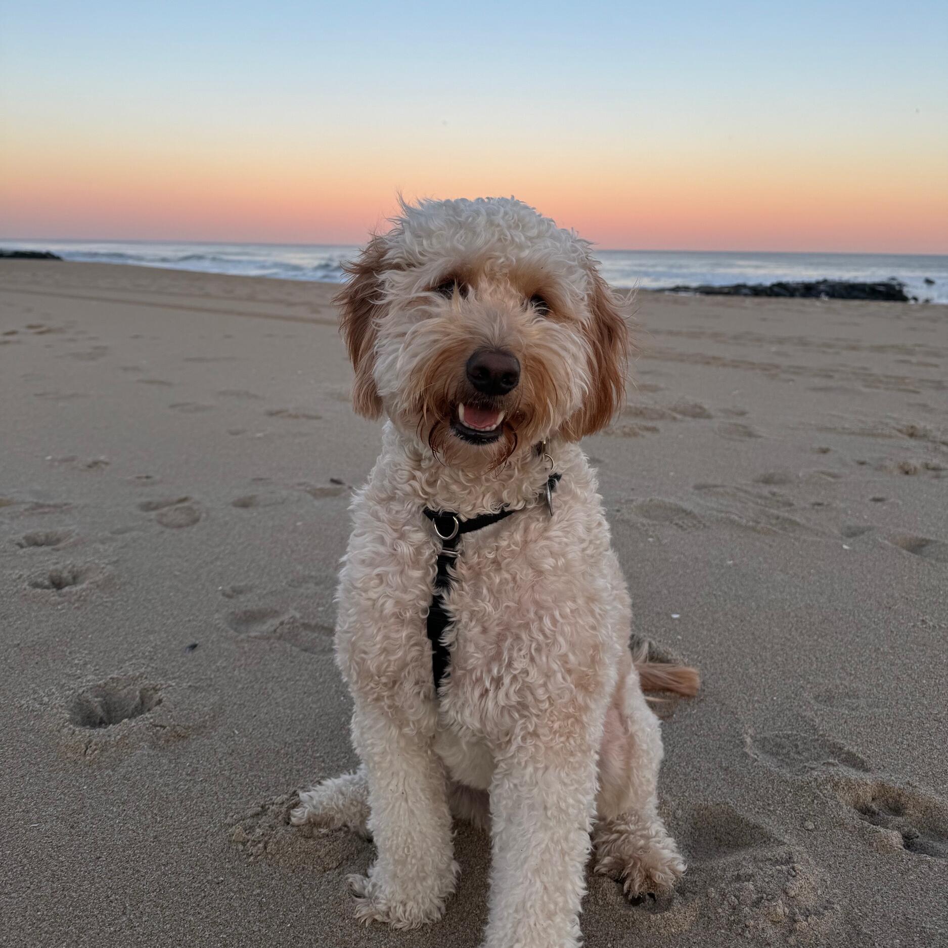 Picture of Our fur baby 