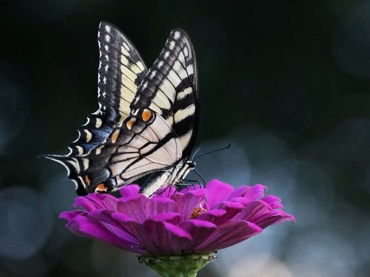 Picture of Cockrell Butterfly Center