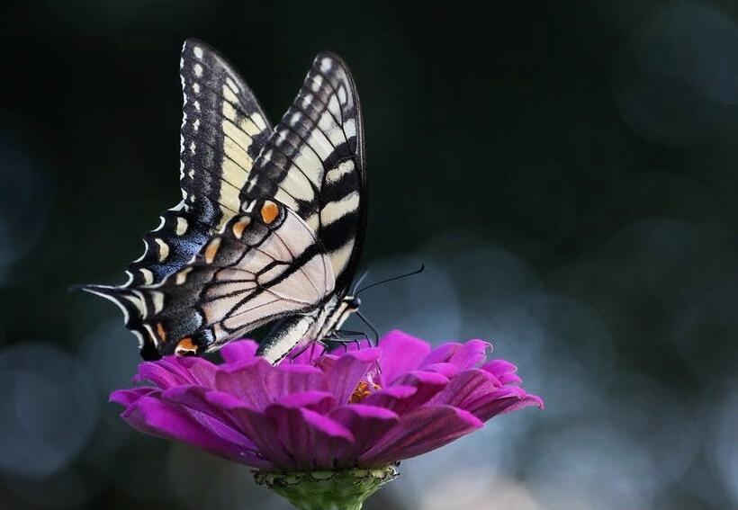 Picture of Cockrell Butterfly Center