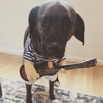 Scooby the Dog