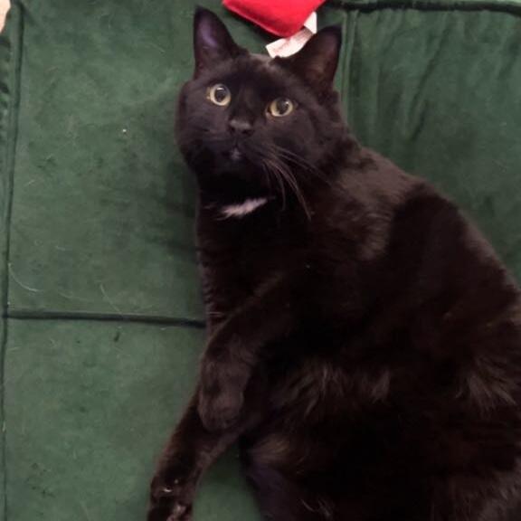 Duchess Bellatrix Lestrange