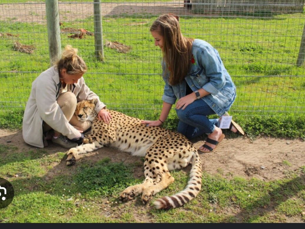 Picture of Cheetah Outreach