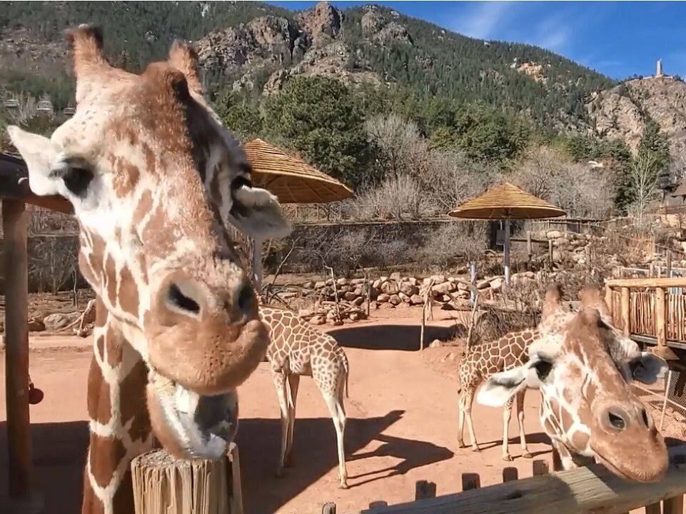 Picture of Cheyenne Mountain Zoo