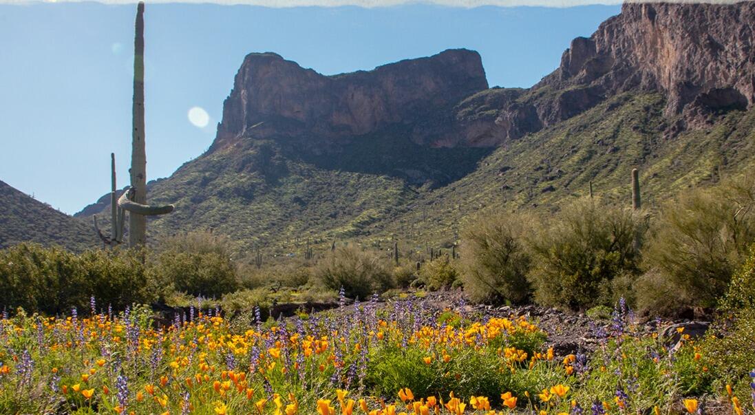 Picture of Picacho Peak State Park