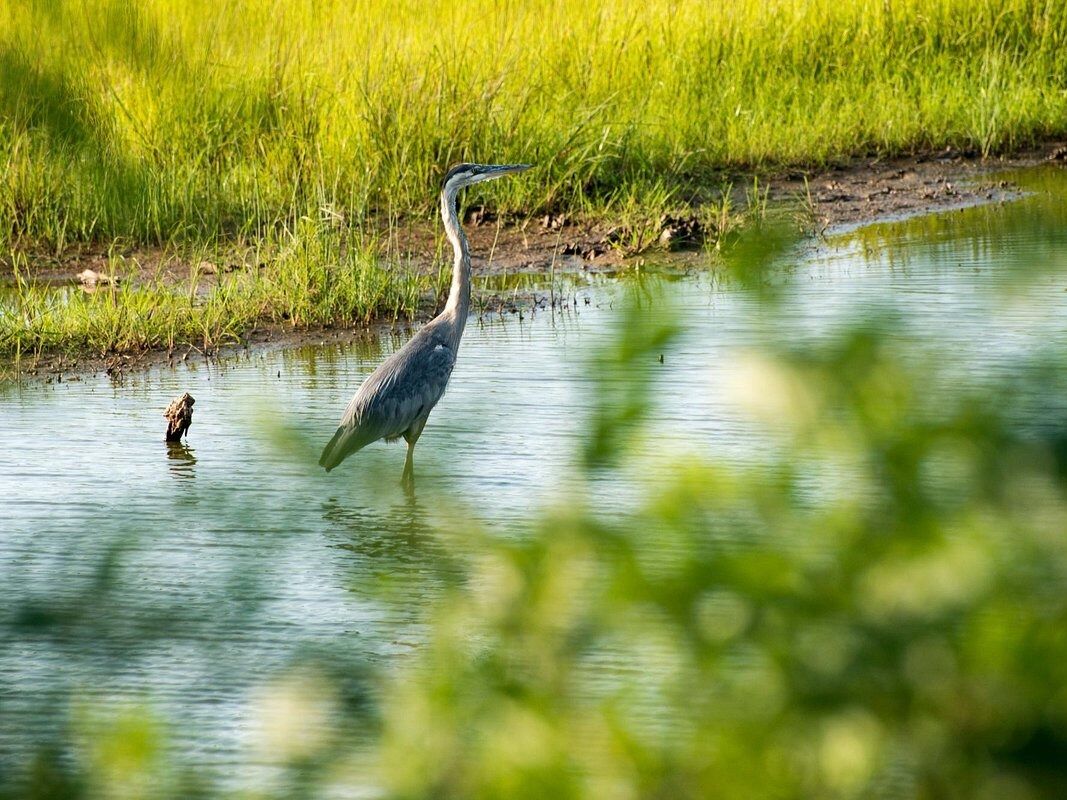 Picture of Blackwater National Wildlife Refuge Visitor Center
