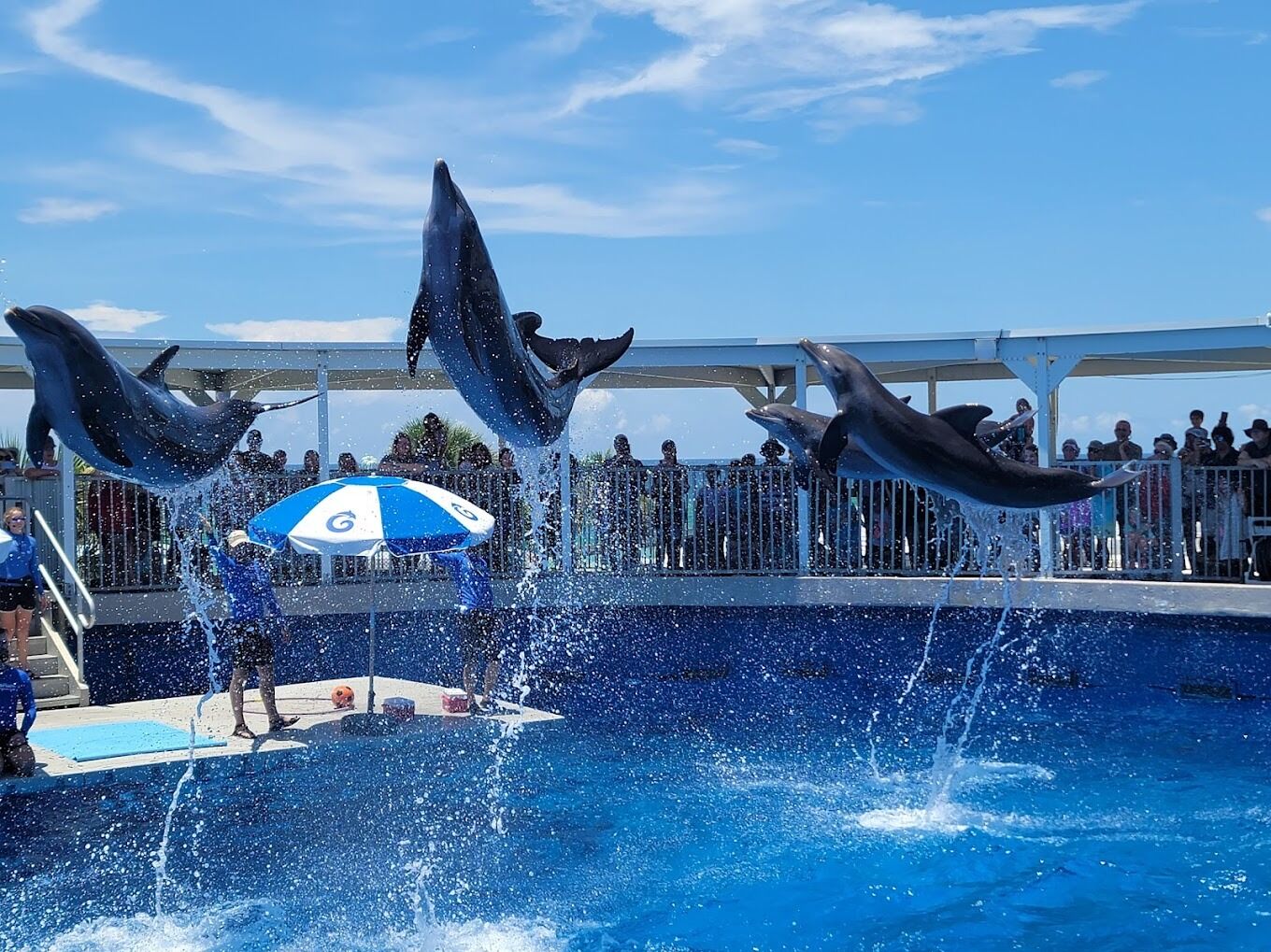 Picture of Gulfarium Marine Adventure Park
