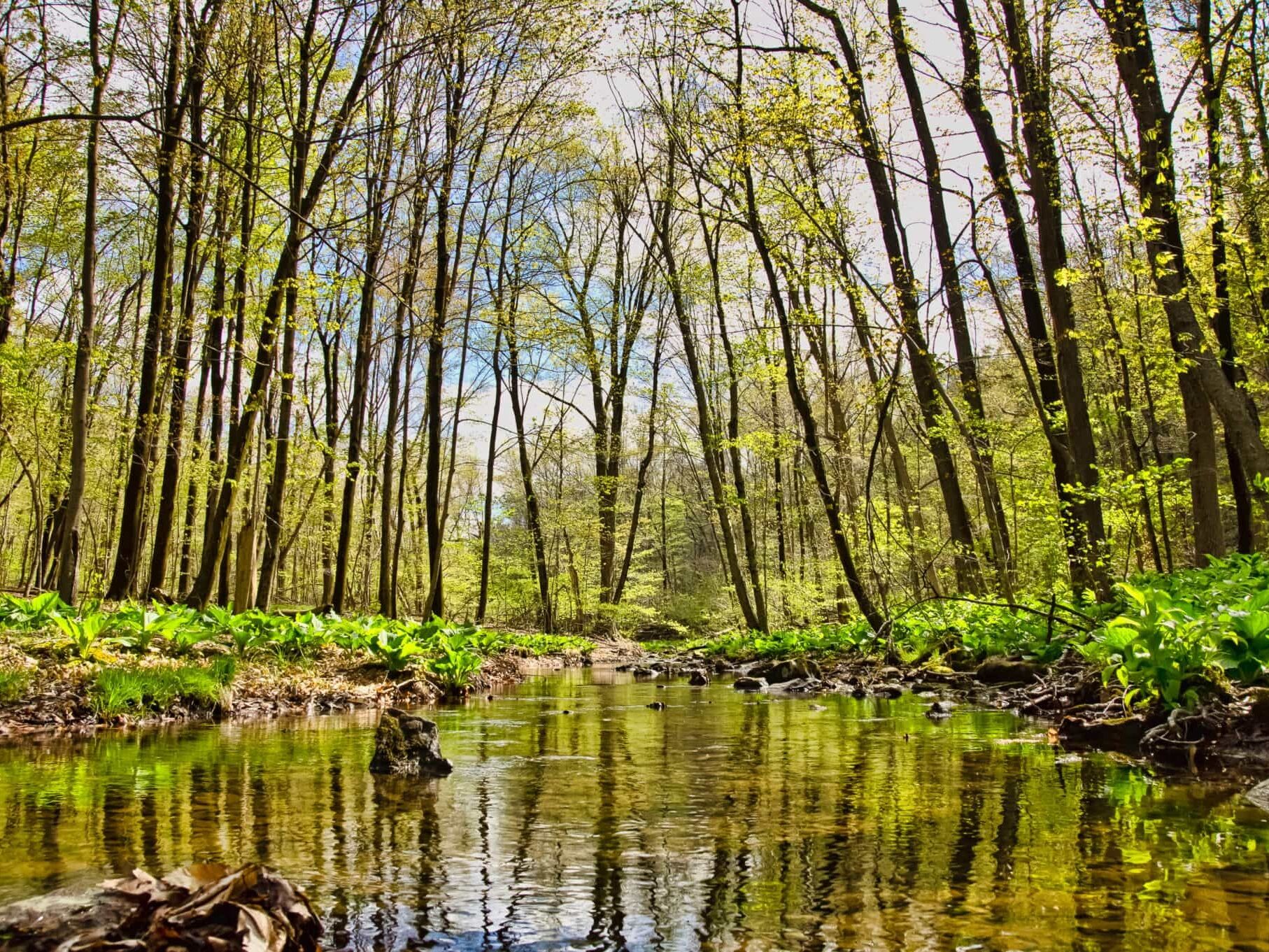 Picture of Fuller Mountain Preserve