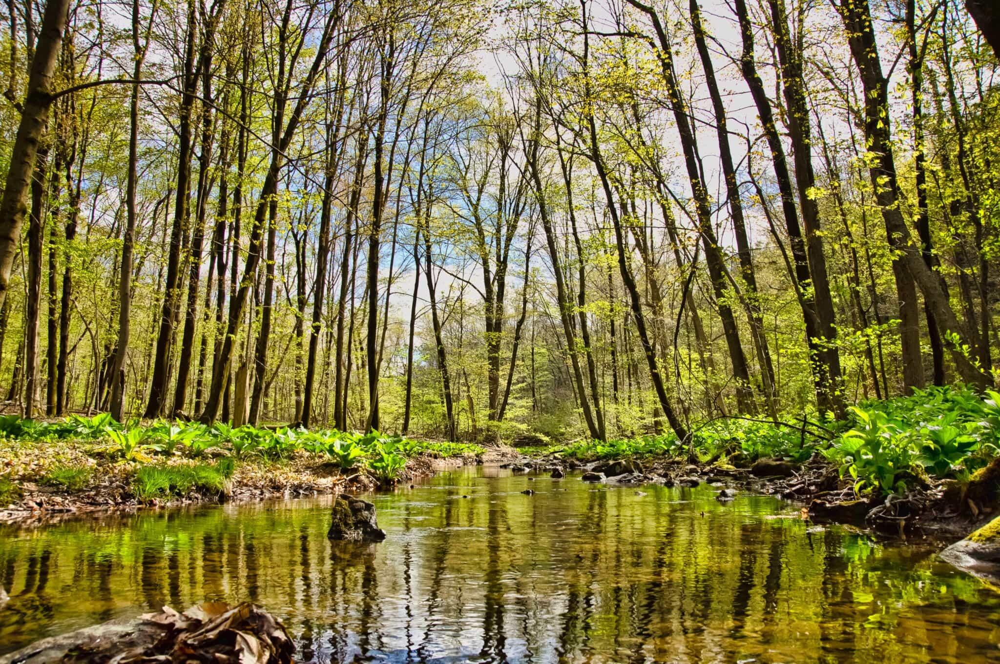 Picture of Fuller Mountain Preserve