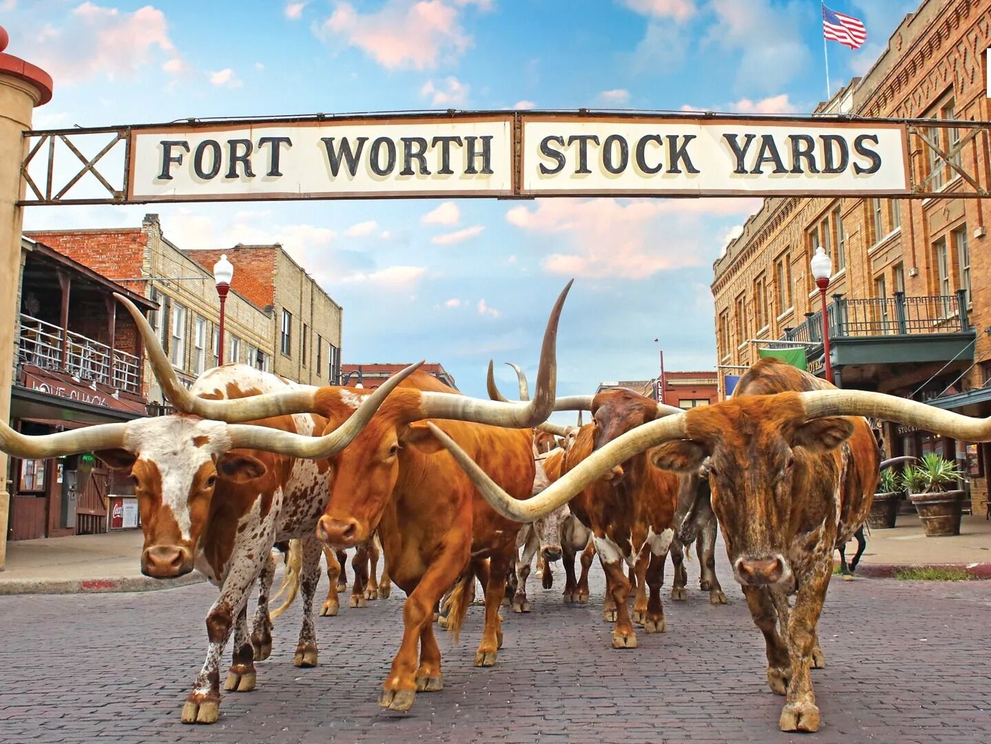 Picture of Cattle Drive