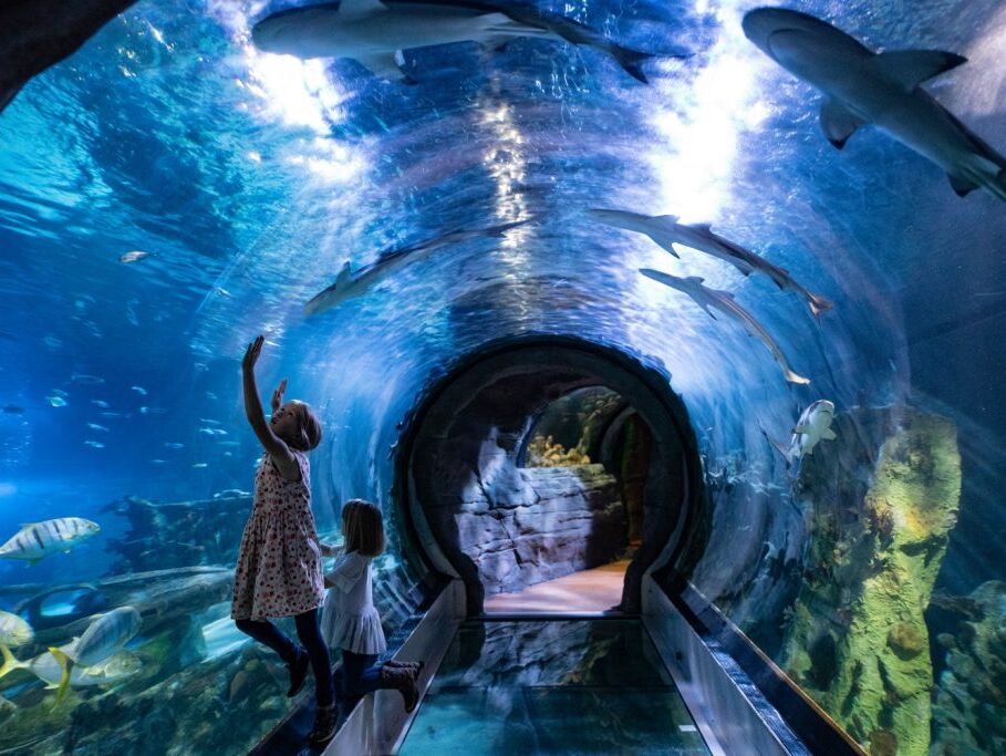 Picture of SEA LIFE Arizona Aquarium