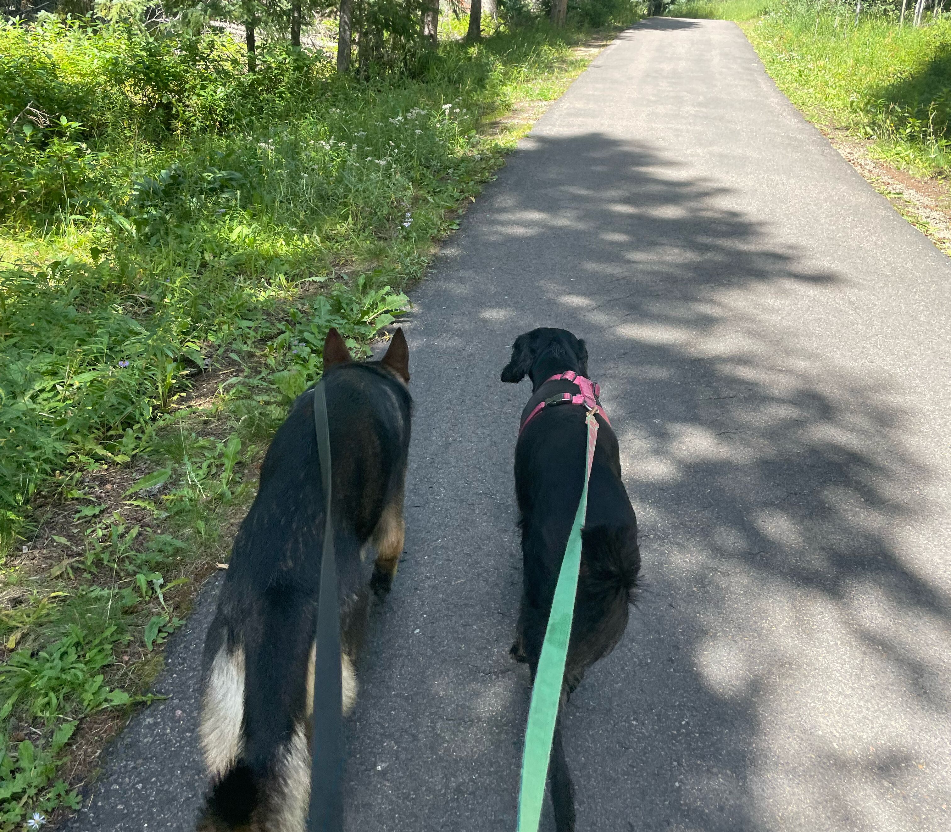 Picture of Walk along the Fraser River Trail