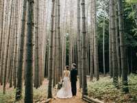 Forest wedding venue in Roxbury, New York.