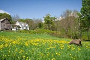 Picture of Vermont Grand View Farm