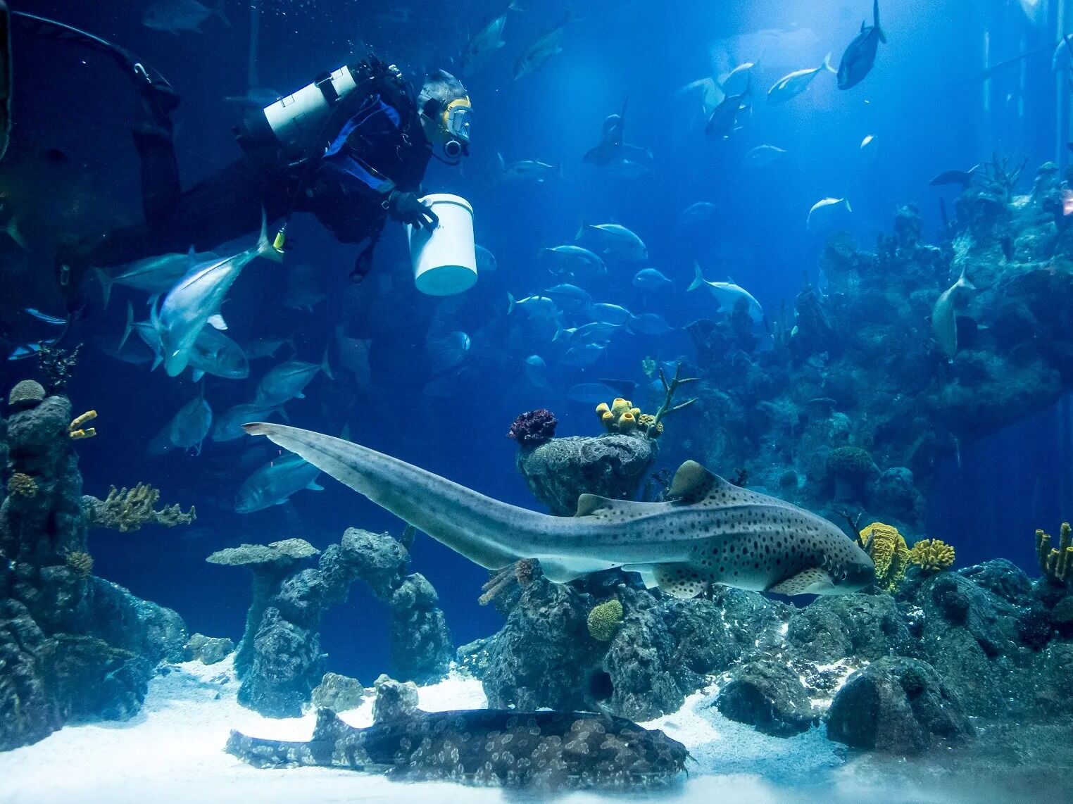 Picture of The Deep