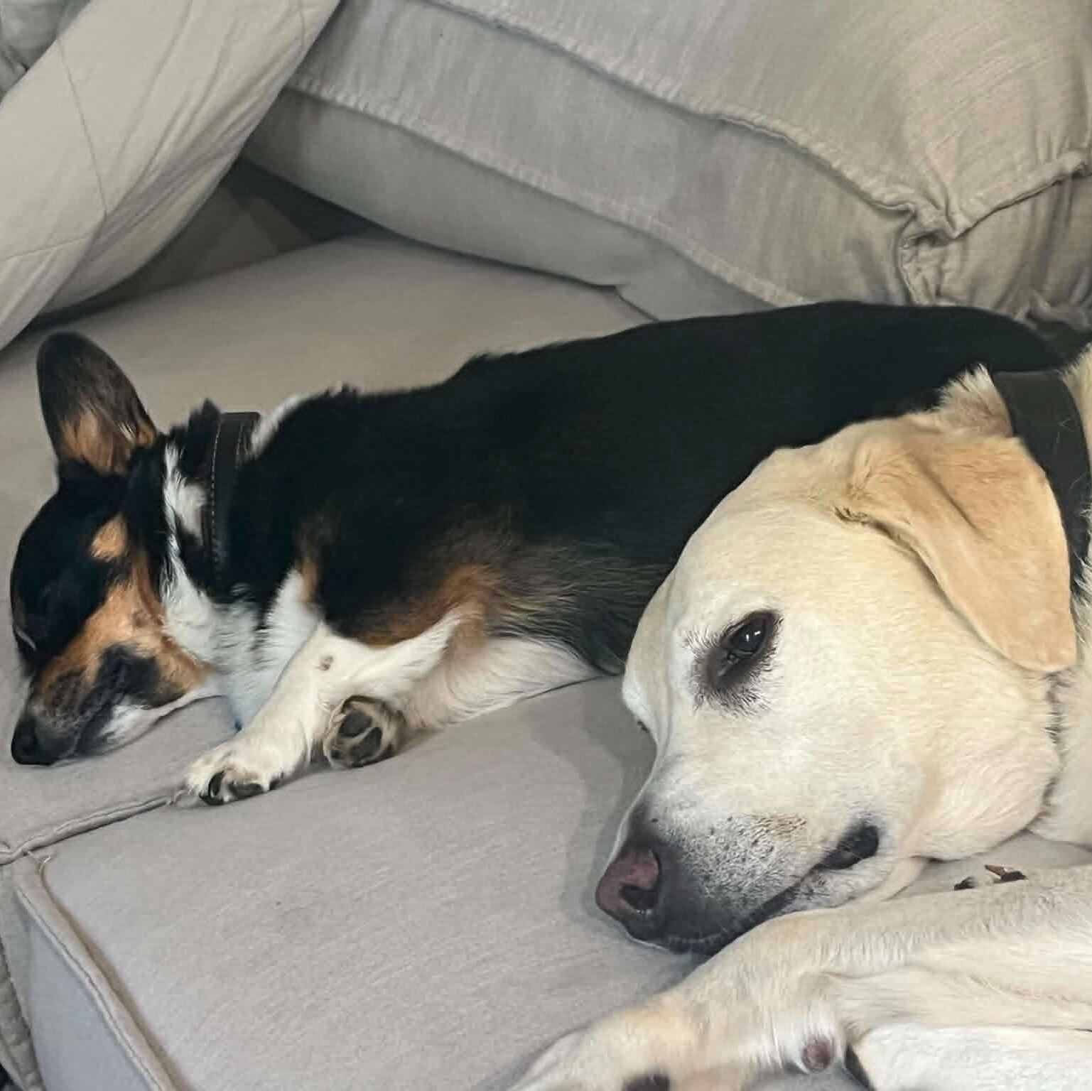 Doodle and Rexie