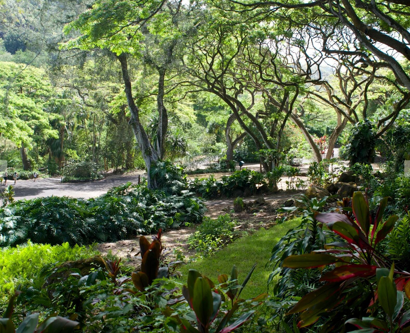 Picture of Waimea Valley