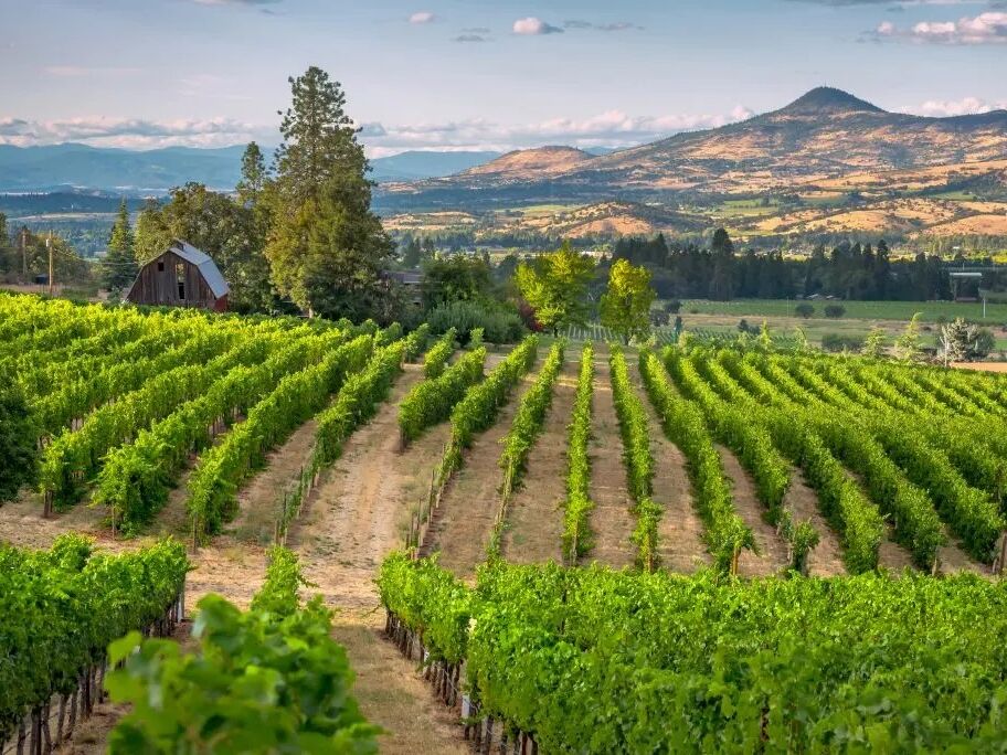 Picture of Wine Tours 