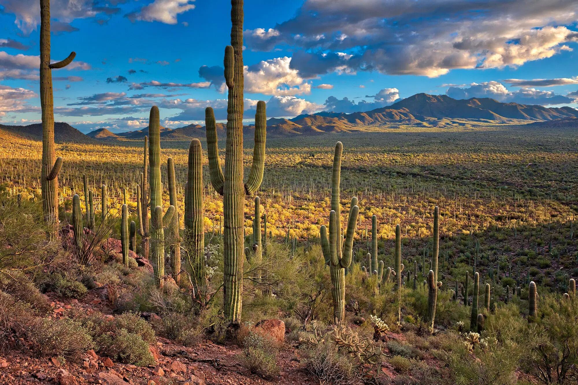 Picture of Saguaro National Park