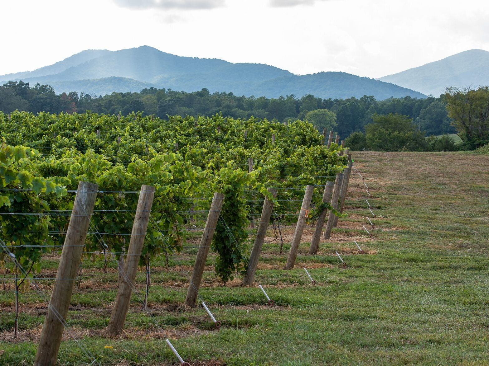 Picture of Hark Vineyards