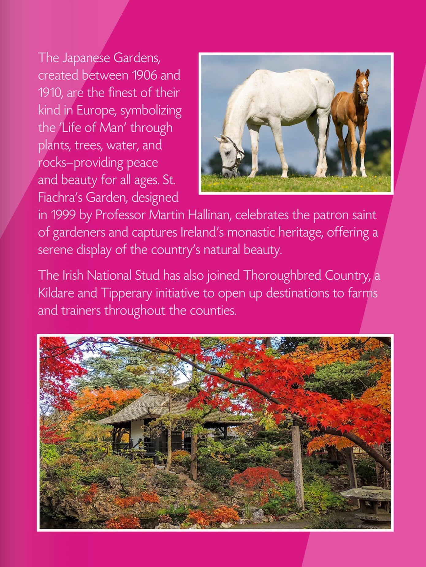 Picture of Irish National Stud & Gardens