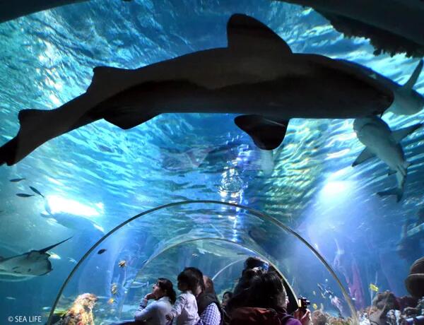Picture of Sea Life MN Aquarium Mall Of America