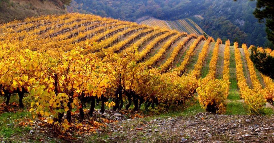 Picture of Sonoma County Wineries