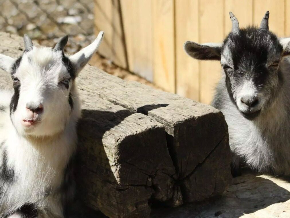 Picture of Kate’s Kritters  The petting zoo at red river gorge