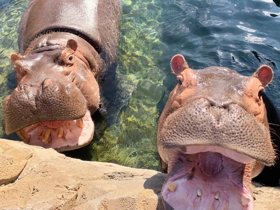 Picture of The Cincinnati Zoo & Botanical Garden