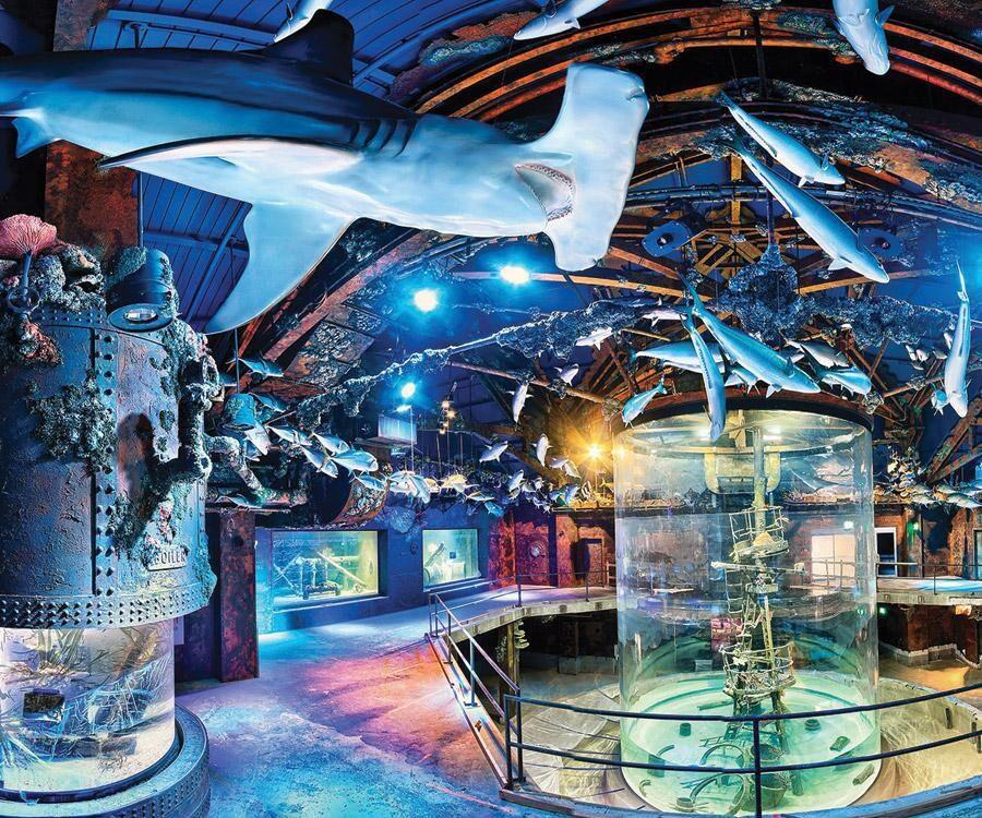 Picture of Wonders Of Wildlife National Museum & Aquarium