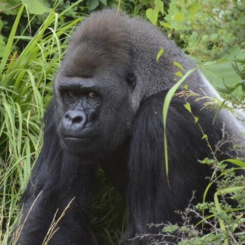 Picture of Saint Louis Zoo