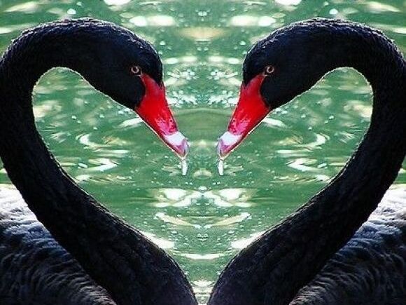 Picture of Meet the Black Swans !!