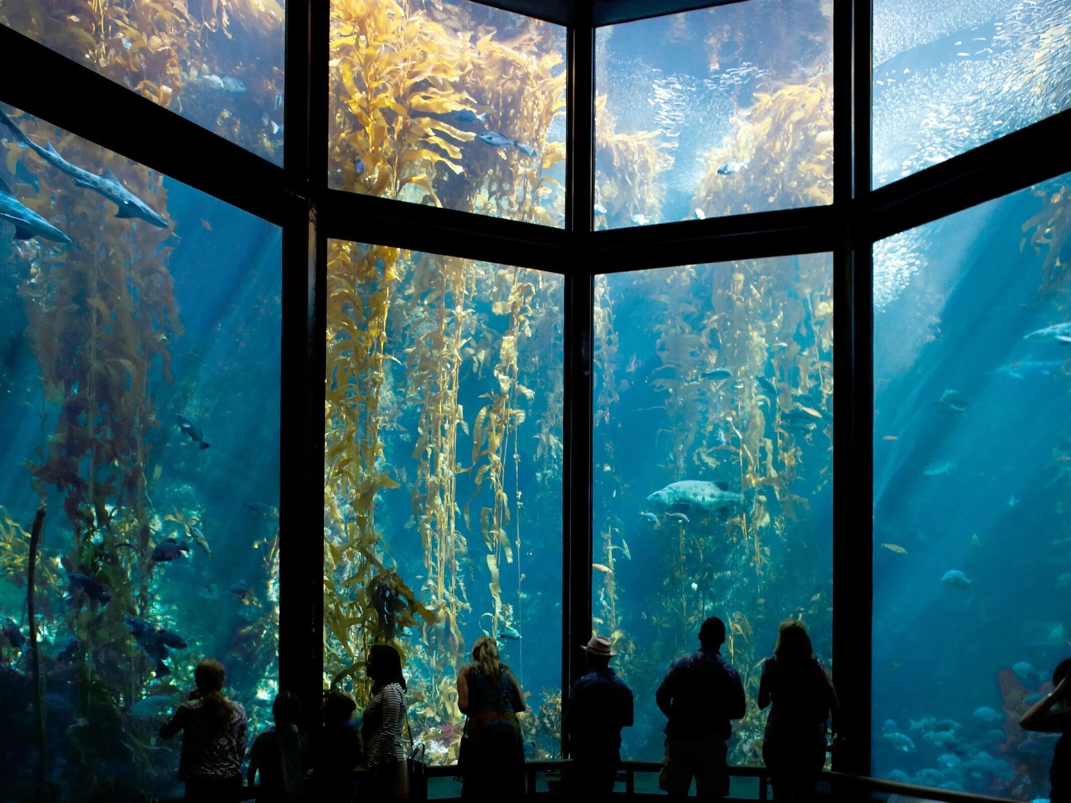 Picture of Monterey Bay Aquarium