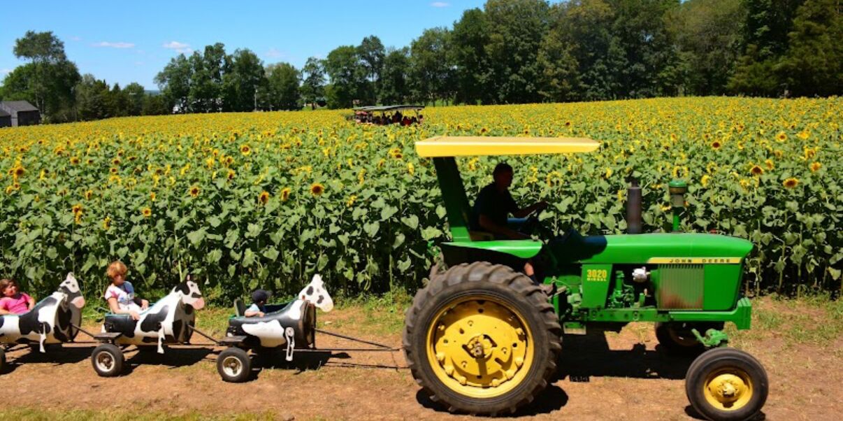 Picture of Buttonwood Farm Ice Cream
