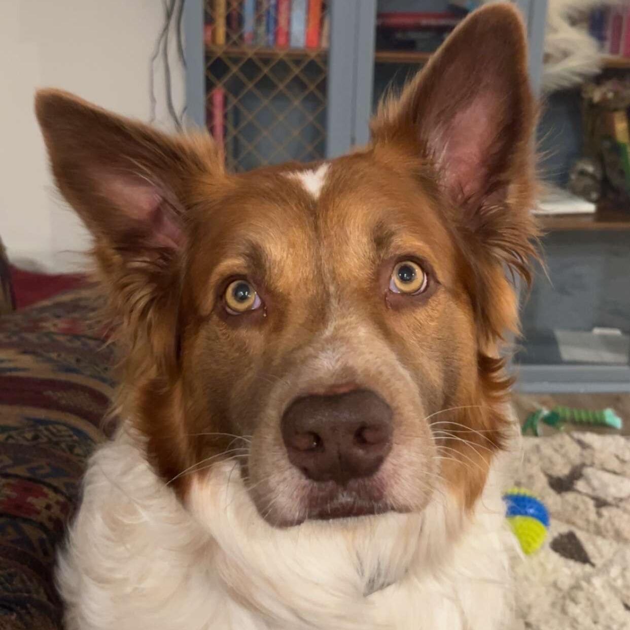 Cooper