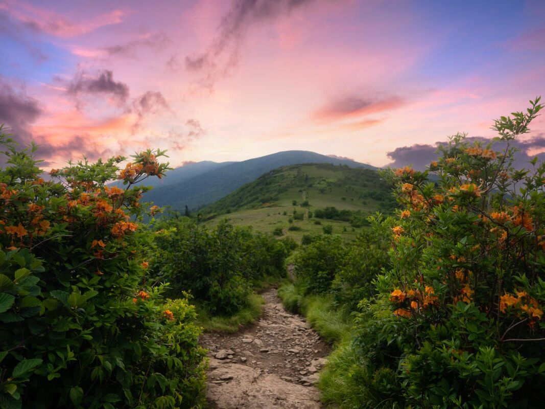 Picture of Roan Mountain State Park
