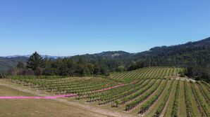 500-Foot Pink Aisle in Vineyard in Napa, California