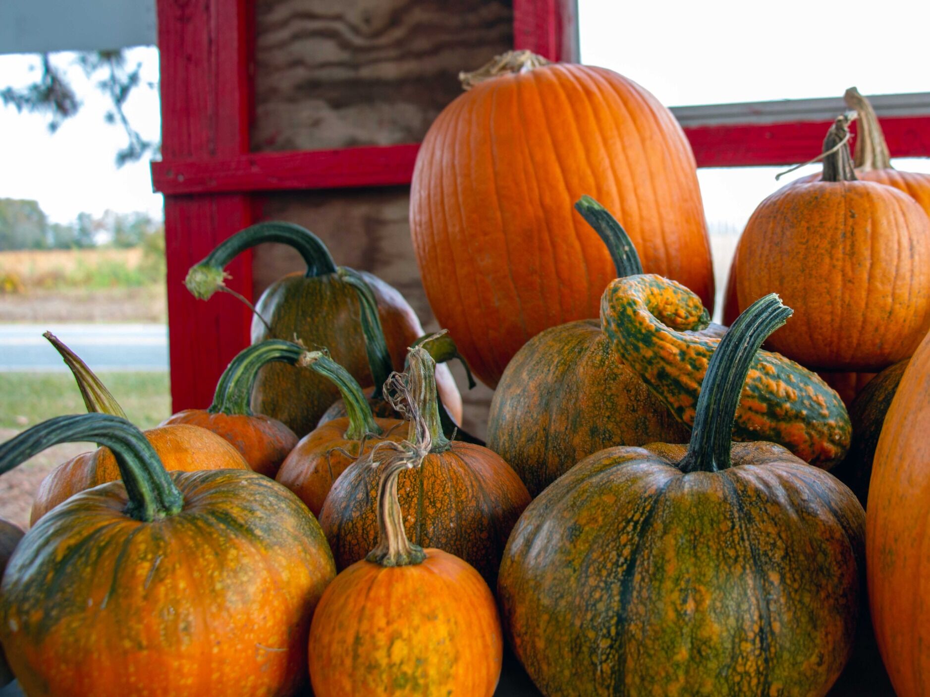 Picture of 39th Annual York Harvestfest