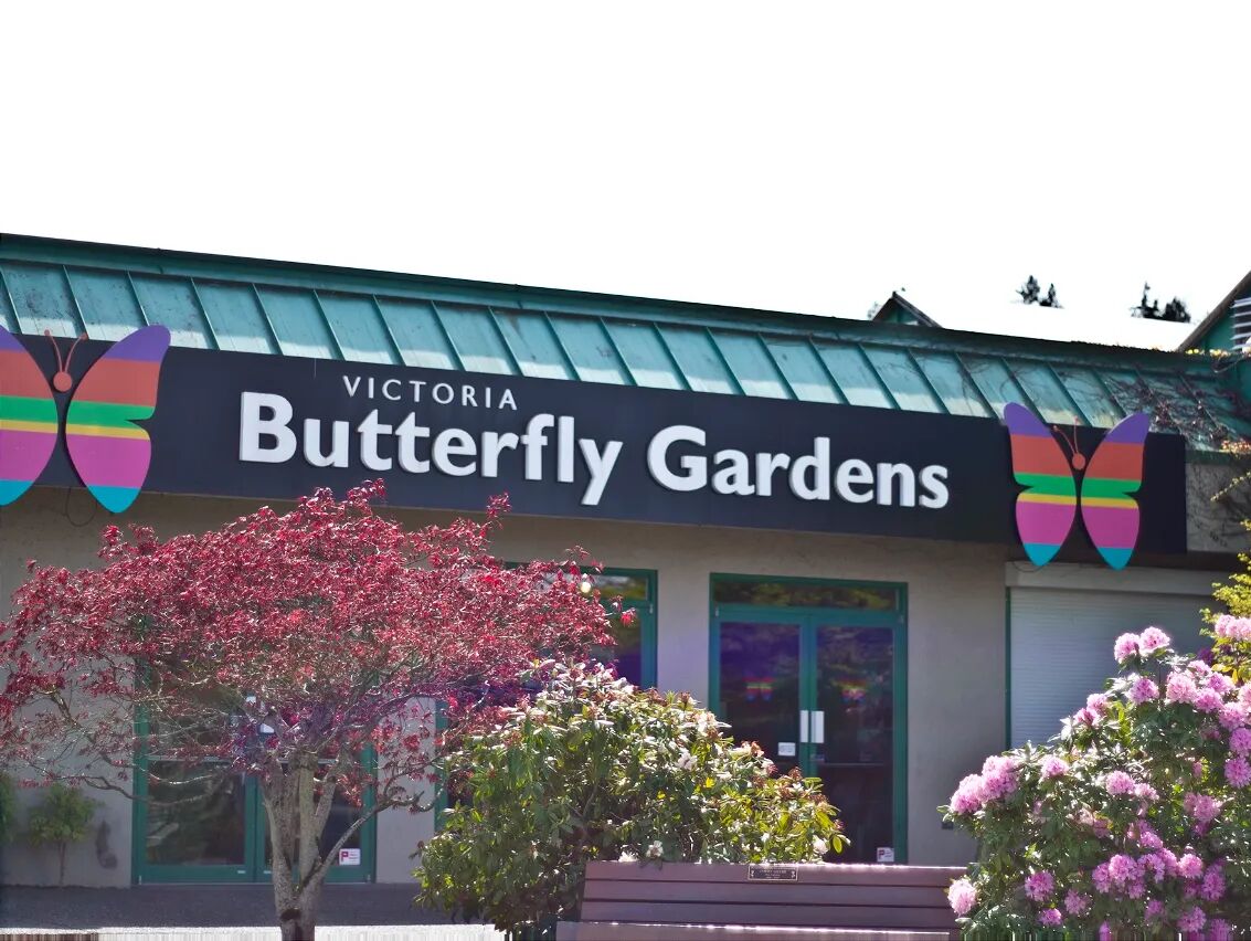 Picture of Victoria Butterfly Gardens