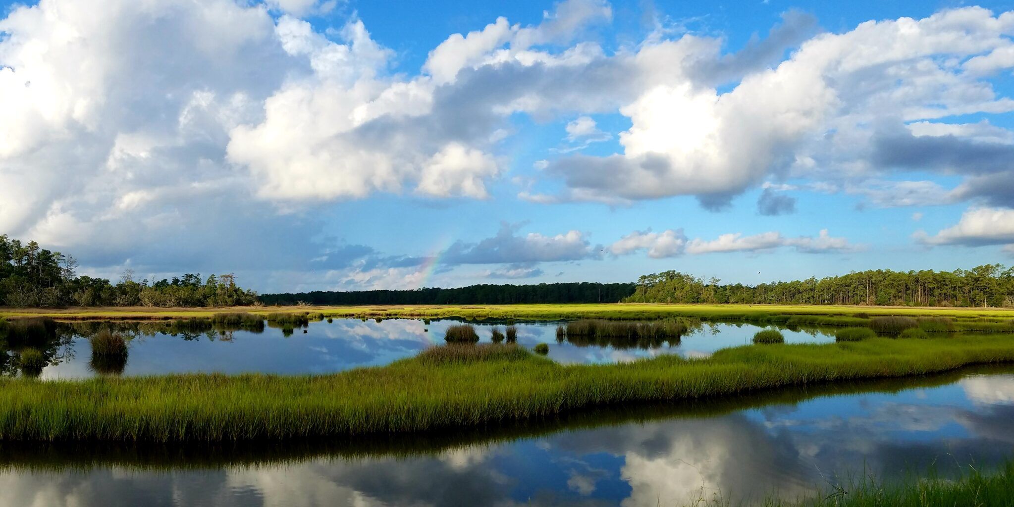 Picture of Hobcaw Barony