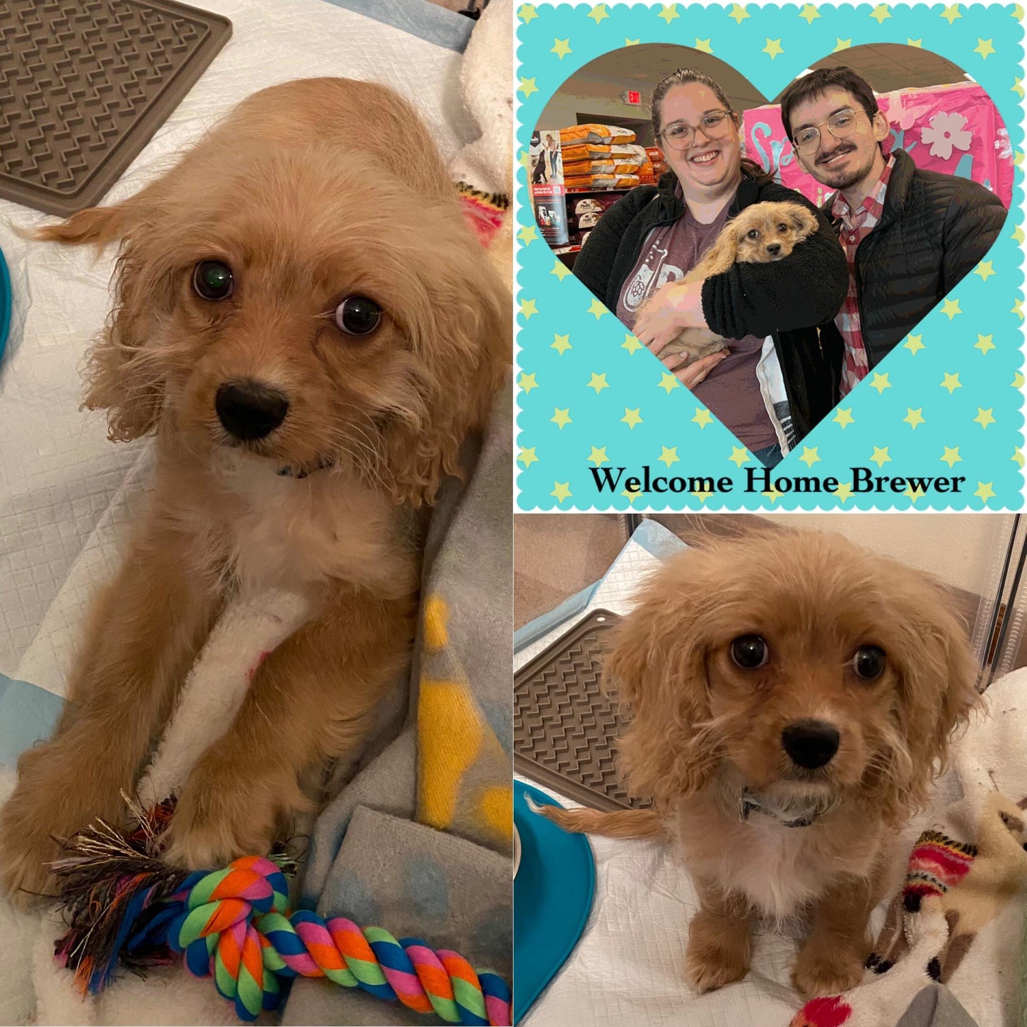 Brewer is adopted!  