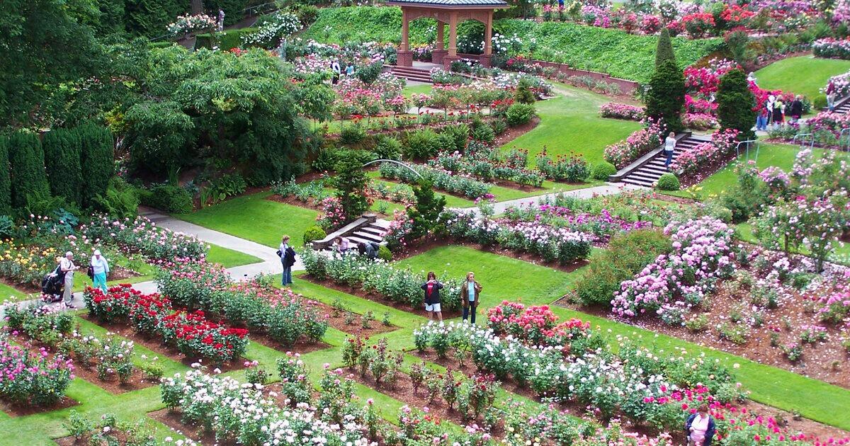 Picture of International Rose Test Garden