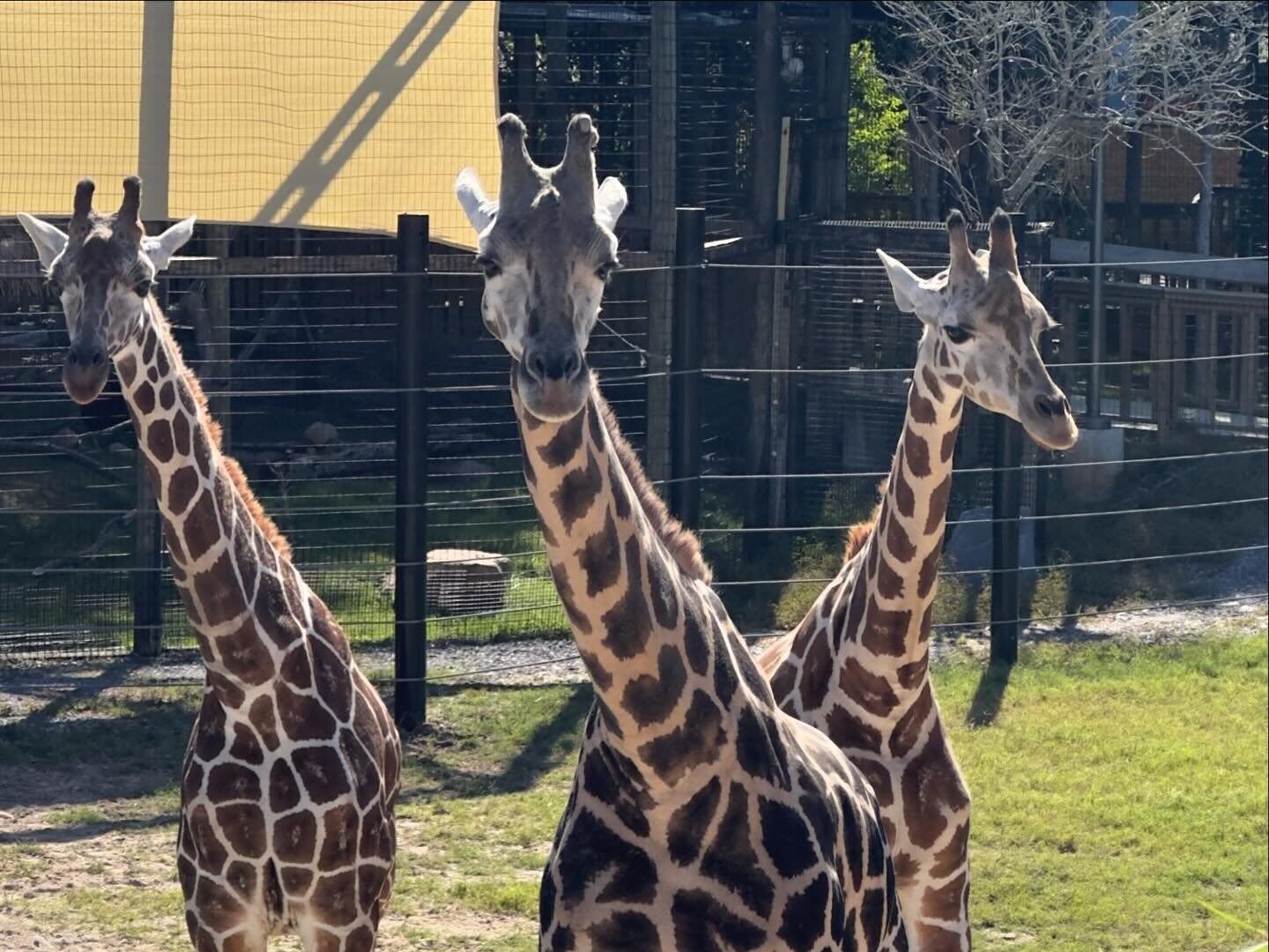 Picture of Hattiesburg Zoo