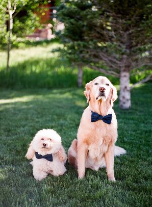 Dogs Wearing Bow Ties for Wedding at Devil's Thumb Ranch in Tabernash, Colorado