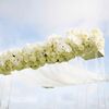 A Seaside Wedding in Pacific Palisades, CA