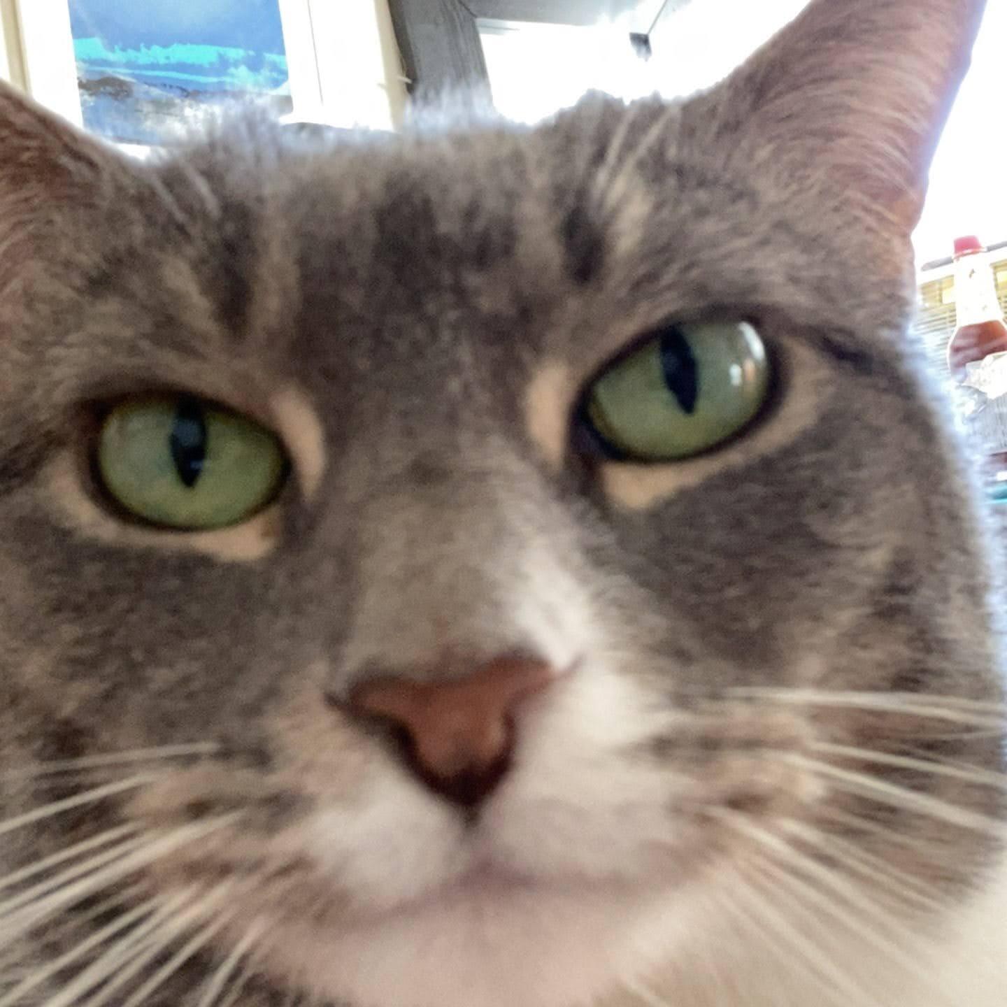 Kona
