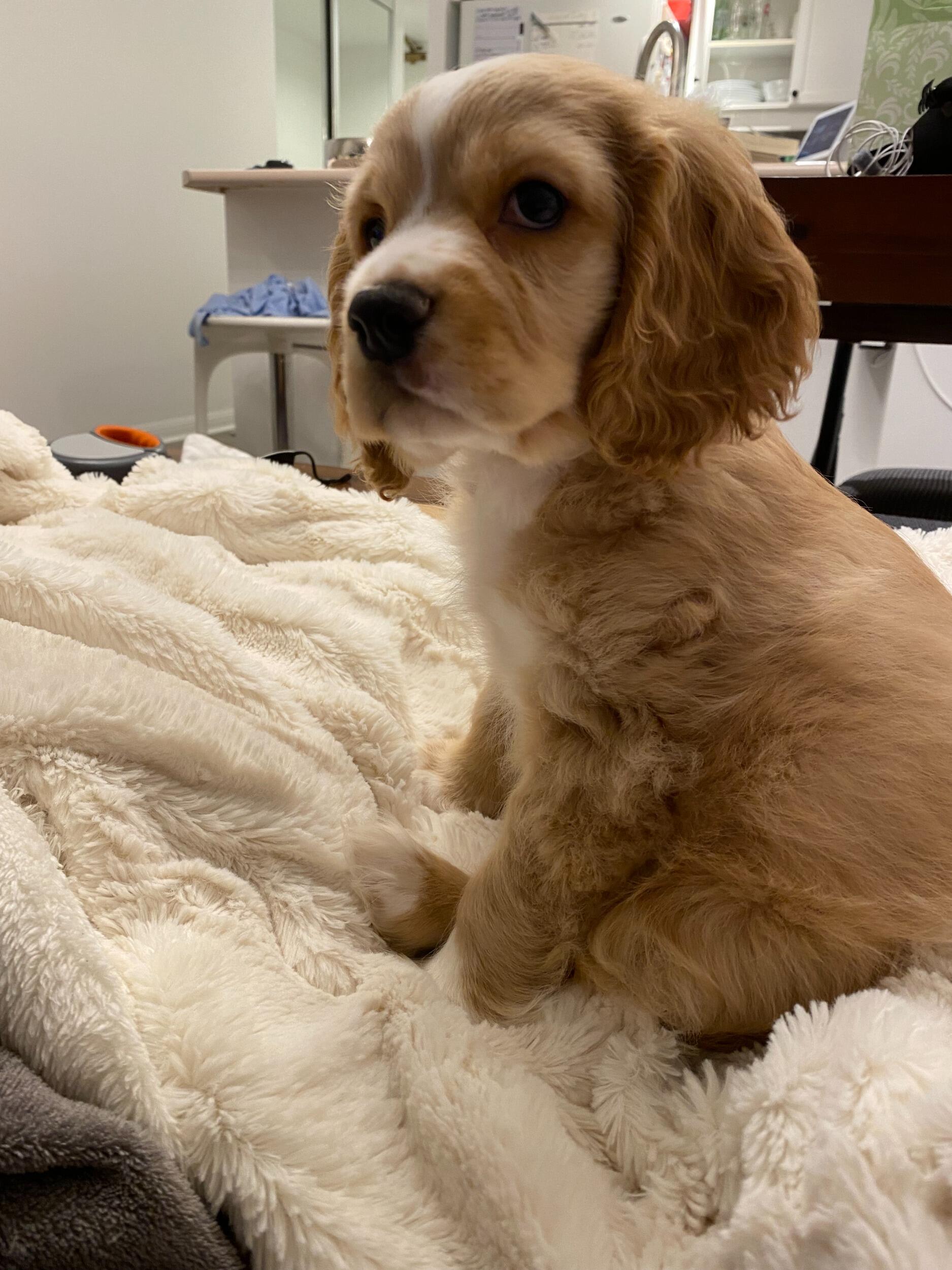 Harleys first night with us. 