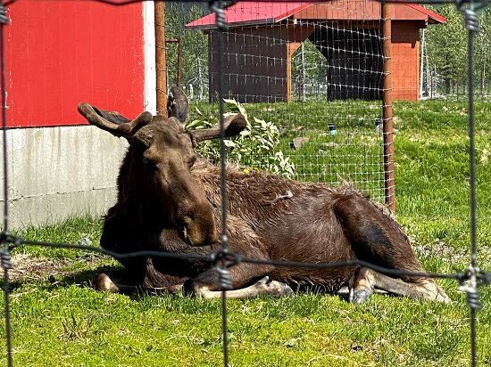 Picture of Alaska Wildlife Conservation Center