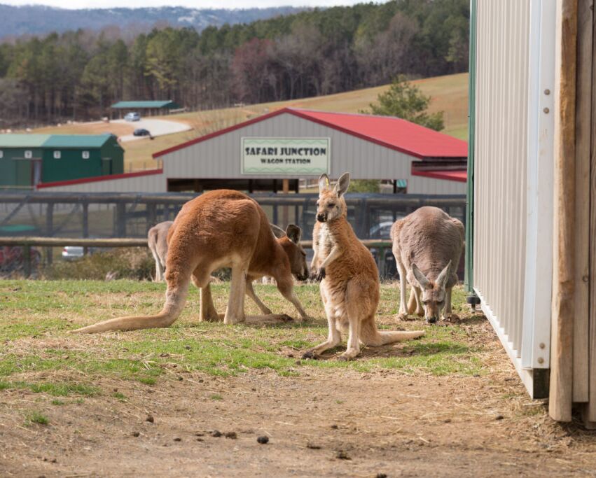 Picture of Virginia Safari Park 